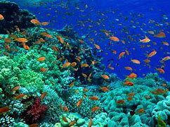 Image result for Ocean Sea Life