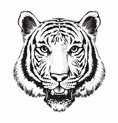 Image result for Tiger Head Drawing