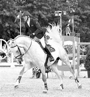 Image result for Show Jumping