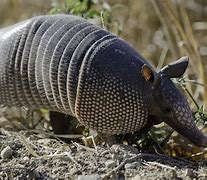 Image result for Armadillo Meme