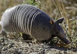 Image result for Armadillo Standing Up Meme