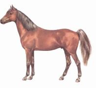 Image result for Warmblood Horse Breeds