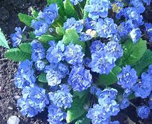 Image result for Primula vulgaris Blue Ribband