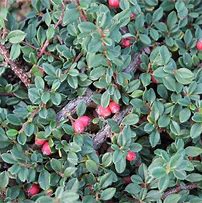 Image result for COTONEASTER QUEEN OF CARPETS