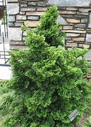 Image result for Chamaecyparis obtusa Nana Gracilis