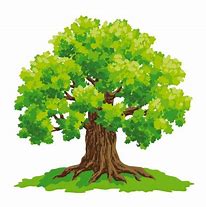 Image result for Oak Tree Cartoon