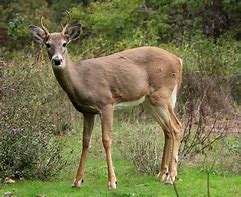 Image result for Irish Red Deer