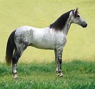 Image result for Gray Horse