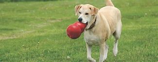 Image result for Kong Toys for Big Dogs