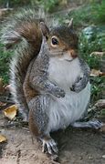 Image result for Squirrel Like. Animal