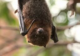 Image result for Bats Frighten Me Alfred