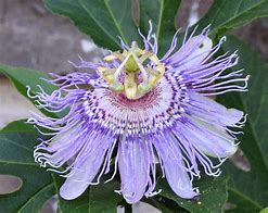 Image result for Passiflora Incarnata Vine