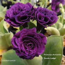 Primula auricula Sarah Lodge に対する画像結果