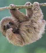 Image result for Baby Sloth Computer Wallpaper
