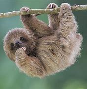 Image result for Red and Black Sloth 8K Wallpaper