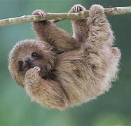 Image result for Cute Pics of Sloths