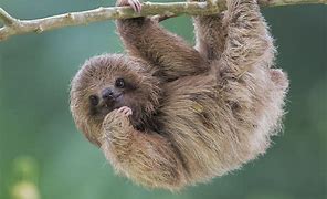 Image result for Cool Sloth Backgrounds