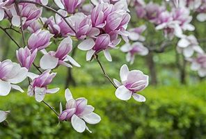 Image result for Purple Saucer Magnolia