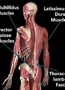 Image result for Right Lower Back Muscle Pain
