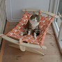 Image result for Cats with Funny Disabilities