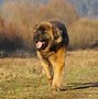 Image result for What Is the Biggest Dog Breed in the World