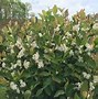 Image result for Aronia melanocarpa REVONTULI HEDGER