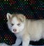 Image result for Cheap Husky Puppy for Sale