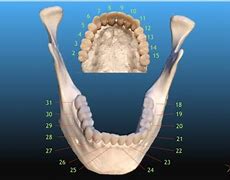 Image result for Tooth Number 8