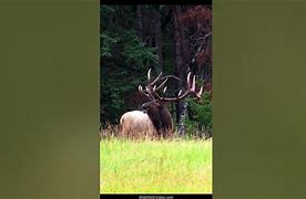 Image result for Biggest Elk in Maine Ever