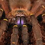 Image result for Blue Tarantula Spider Eyes