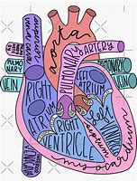 Image result for Anatomical Heart Stickers