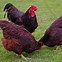 Image result for Pictures of Rhode Island Red