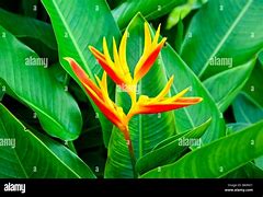 Image result for Trees with Orange Flowers in Costa Rica