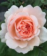 Image result for Rosa ambridge rose