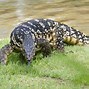 Image result for Baby Asian Water Monitor