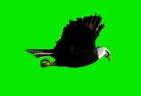 Image result for Fly Greenscreen