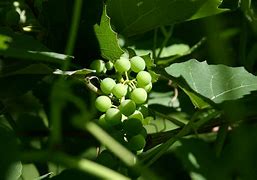 Image result for Brown Spots On Green Grapes