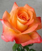 Image result for Pink Rose Pic
