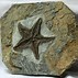 Image result for Starfish Fossil