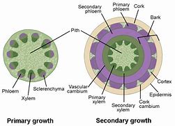 Image result for Where's the Electrolyte in the Cross Section of a Dry Cell Diagram