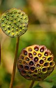 Image result for Lotus Seed Pod and Flower