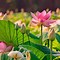 Image result for Lotus in Water