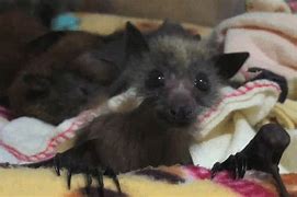 Image result for Baby Honduran White Bat