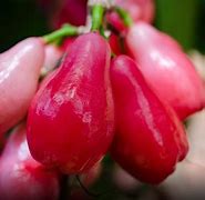 Image result for Mountain Apple Fruit
