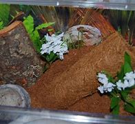 Image result for Tarantula Cage