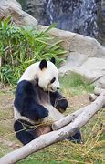 Image result for Panda Sitting Eating Bamboo