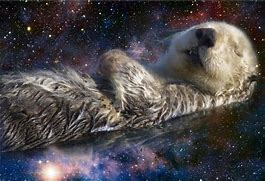 Image result for Otter Space Star Real Life