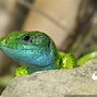 Image result for Lacerta Viridis Green