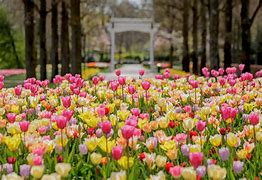 Image result for Dutch Tulip mania