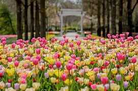 Image result for Tulips From Holland